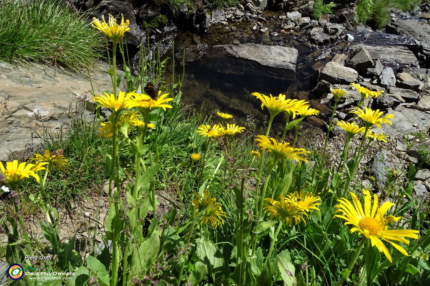 35 Doronico dei macereti (Doronicum grandiflorum).JPG